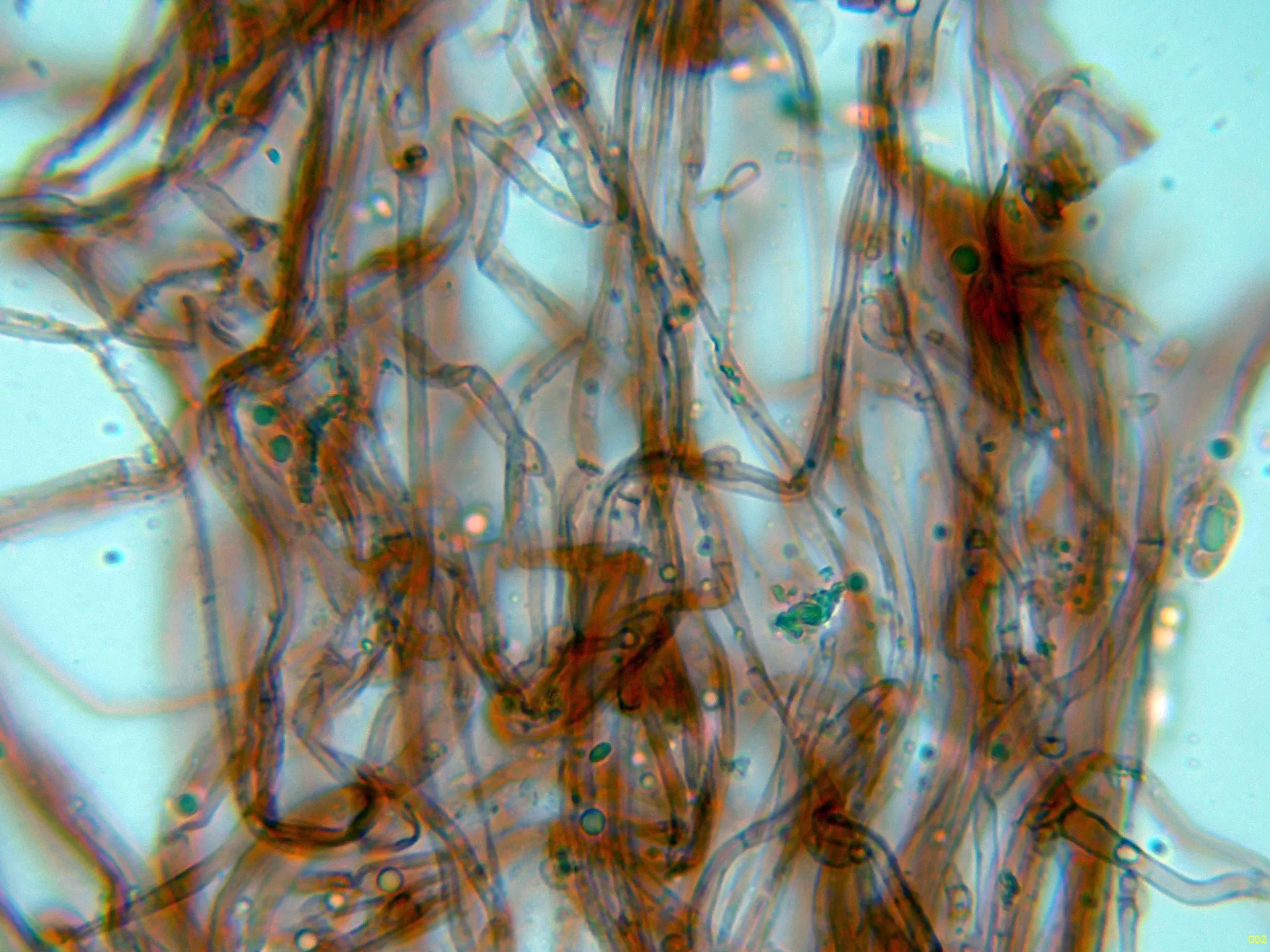 Microscopía de Mycena bulbosa - 10 - Hifas fibuladas-002